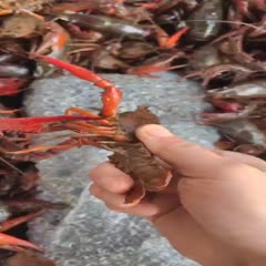 【湖北小龙虾】洪湖清水小龙虾，大中小各规格按级分拣，地板干净
